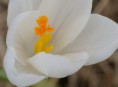 /album/kattas-blandade/krokus-narbild-jpg/